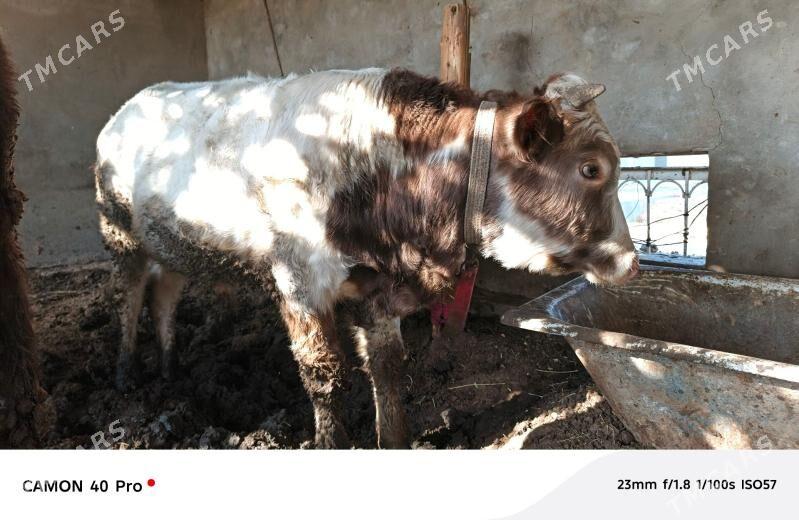 OKUZLER BAKYLAN 9 SANY - Mary - img 1