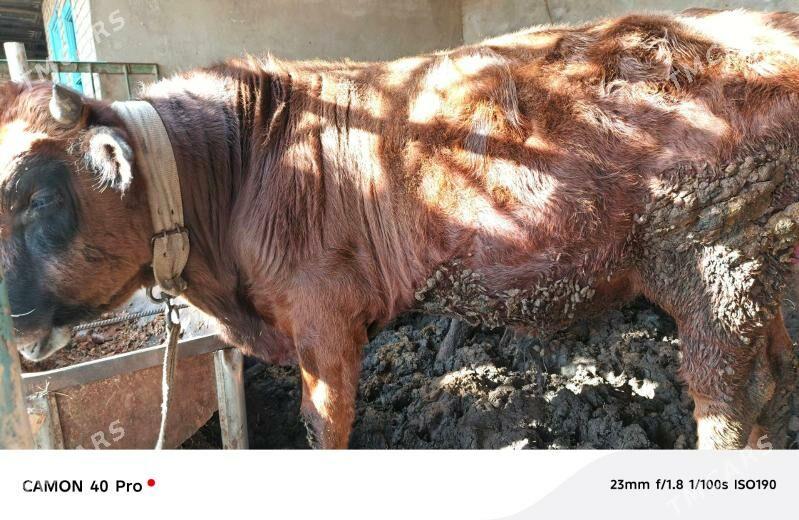 OKUZLER BAKYLAN 9 SANY - Mary - img 2