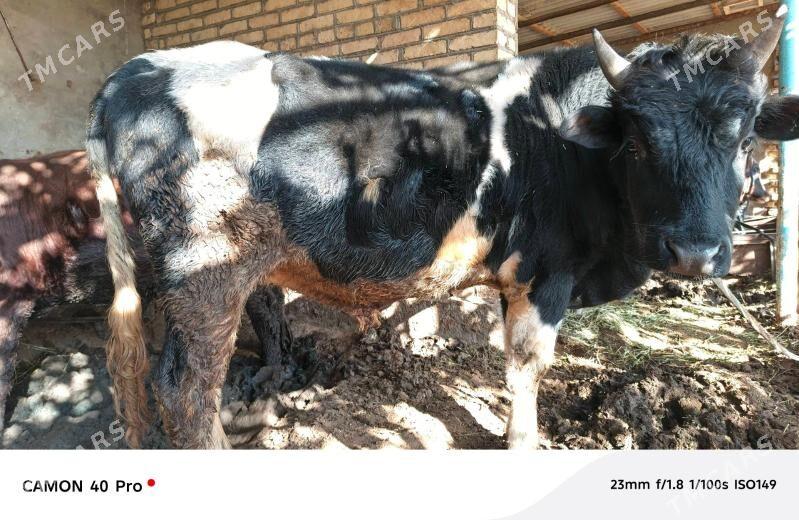 OKUZLER BAKYLAN 9 SANY - Mary - img 8