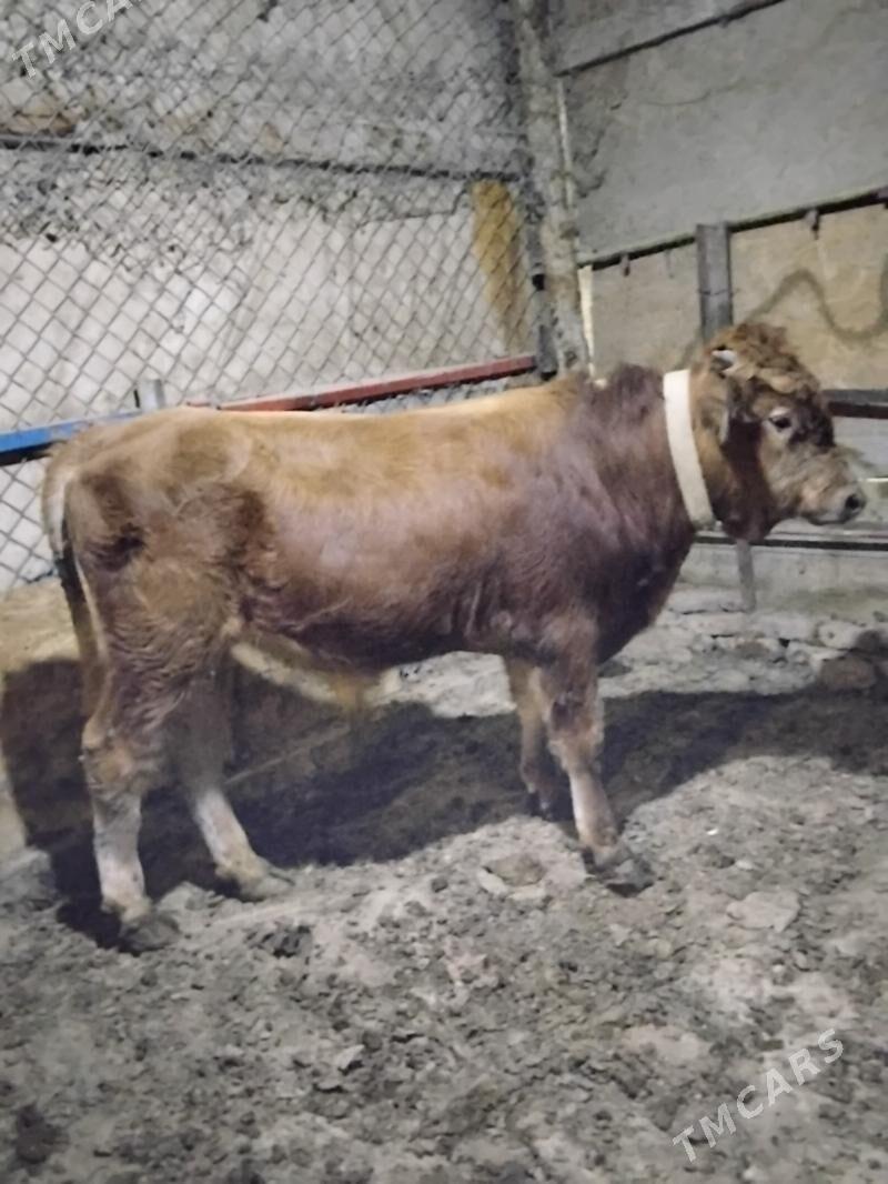 Okuz - Гёкдепе - img 4