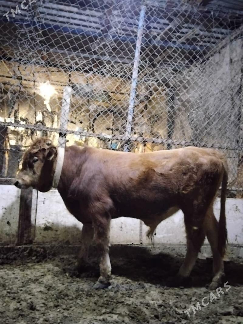 Okuz - Гёкдепе - img 2