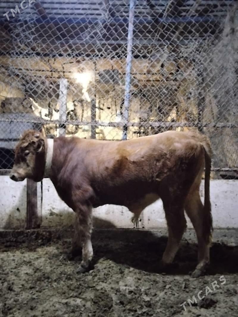 Okuz - Гёкдепе - img 3