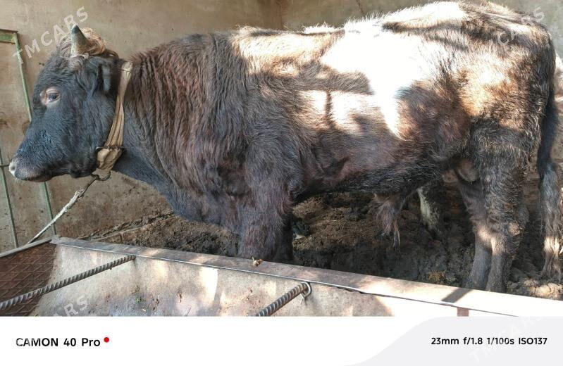 OKUZLER BAKYLAN 9 SANY - Mary - img 9