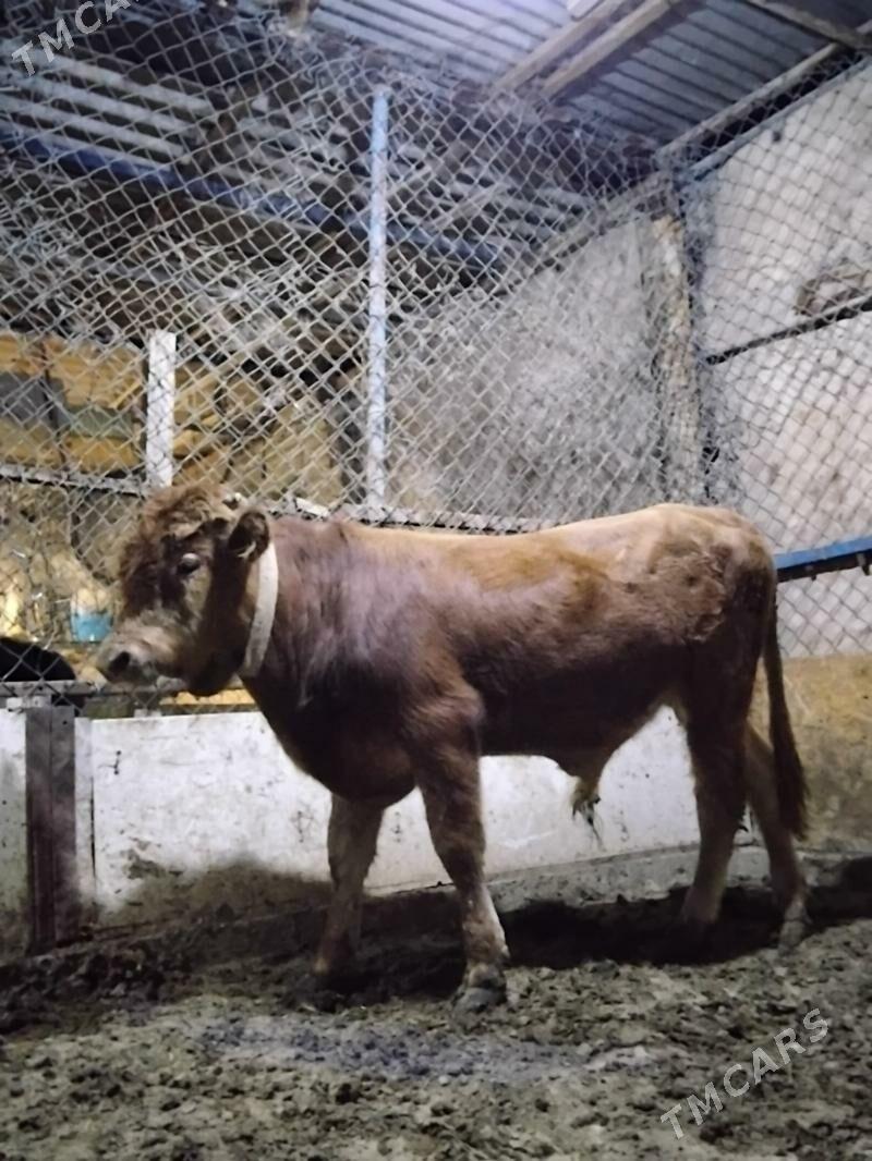 Okuz - Гёкдепе - img 1