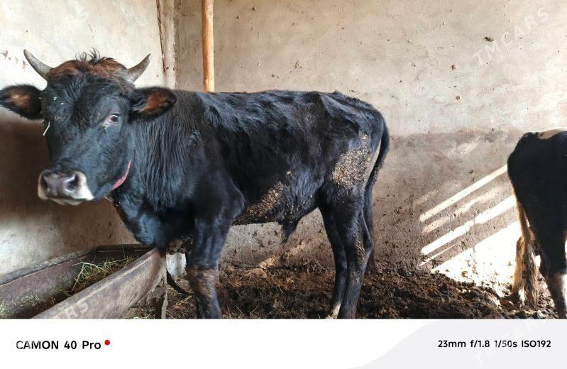 OKUZLER BAKYLAN 9 SANY - Mary - img 3