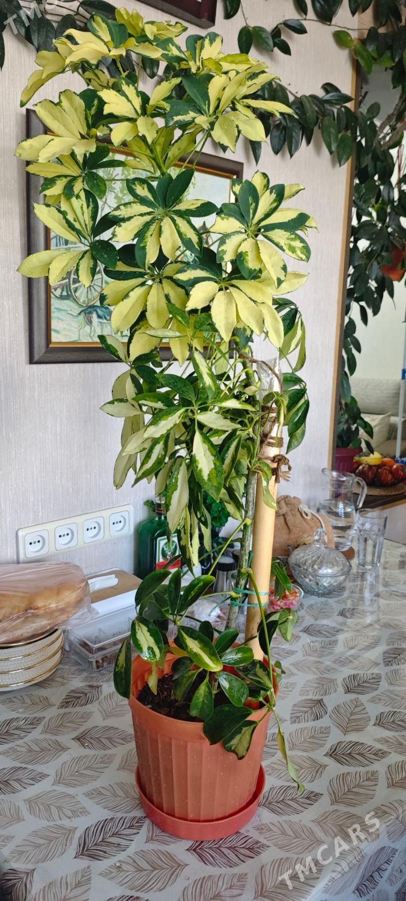 цветы - Aşgabat - img 3