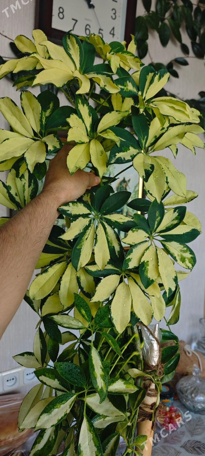 цветы - Aşgabat - img 1