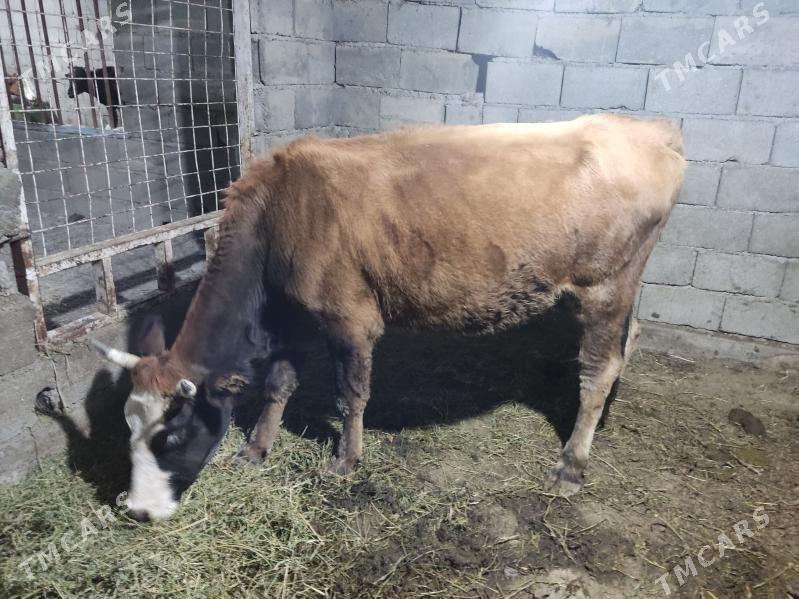 bakda duran tuwe - Gökdepe - img 1