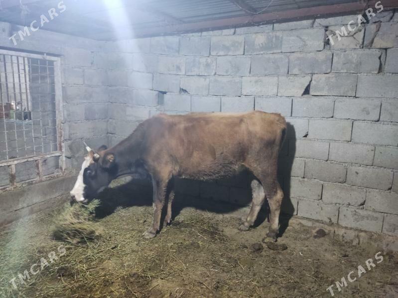 bakda duran tuwe - Gökdepe - img 5