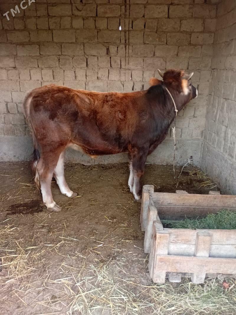 okuz - Бахарден - img 1