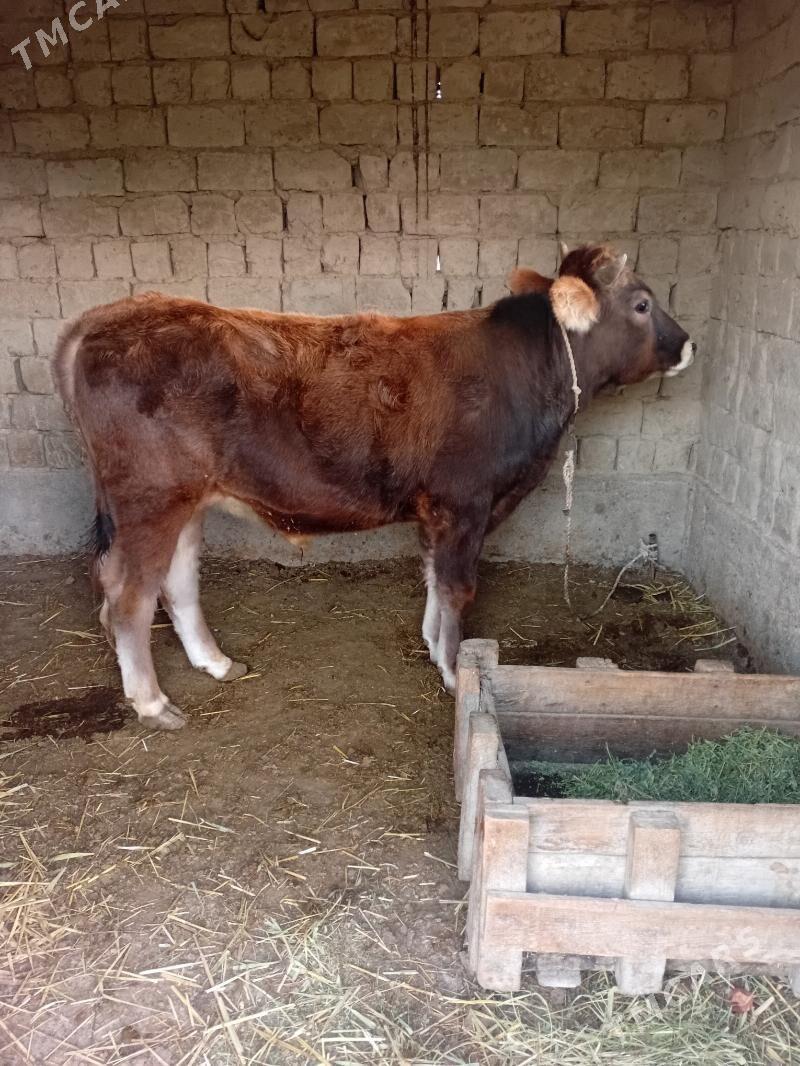 okuz - Бахарден - img 2