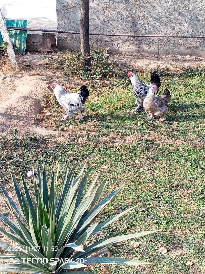 Balgar towuk - Ак-Бугдайский этрап - img 1