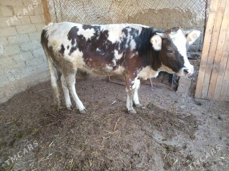 TUWE - Gökdepe - img 3