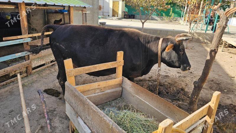 sygyr - Aşgabat - img 4