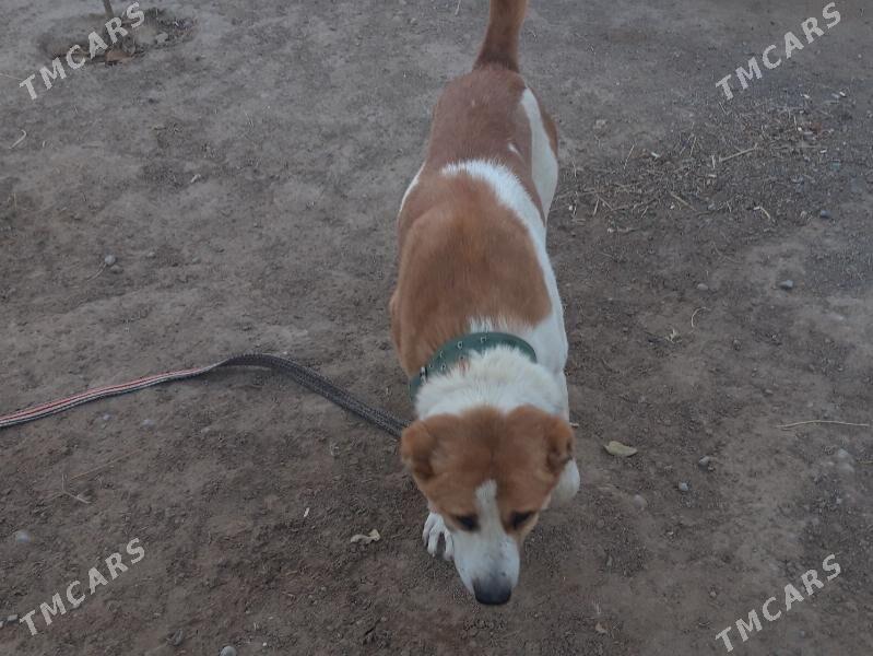 turkmen alabayy - Ak bugdaý etraby - img 1