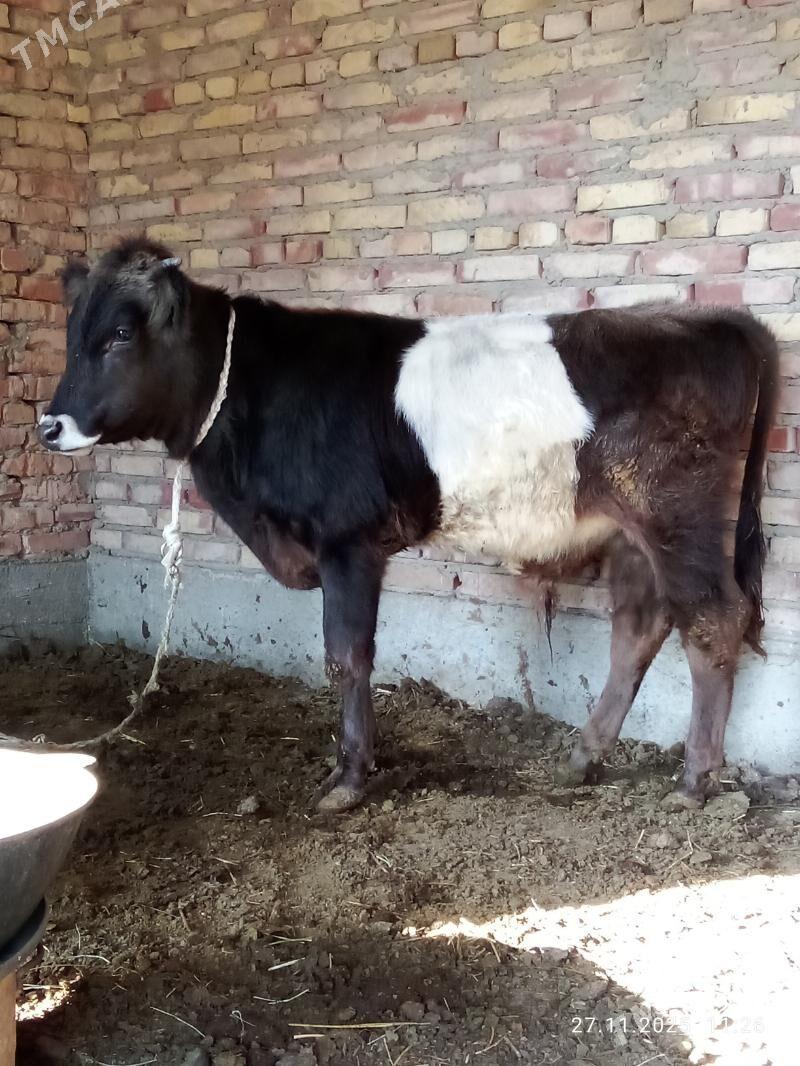 Öküz Gibrit - Gökdepe - img 5