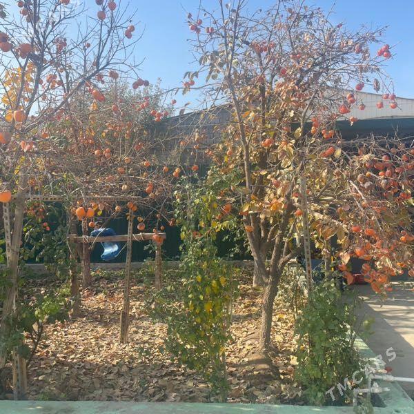 королек хурма - Bagyr - img 2