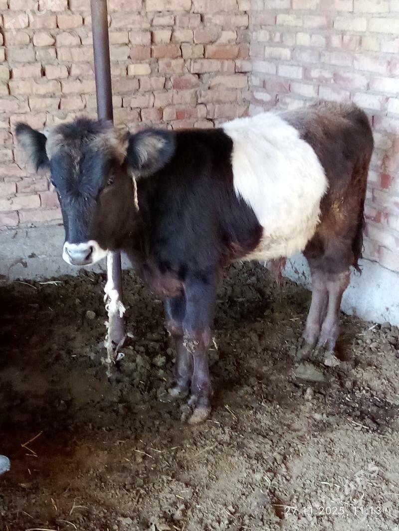 Öküz Gibrit - Gökdepe - img 6