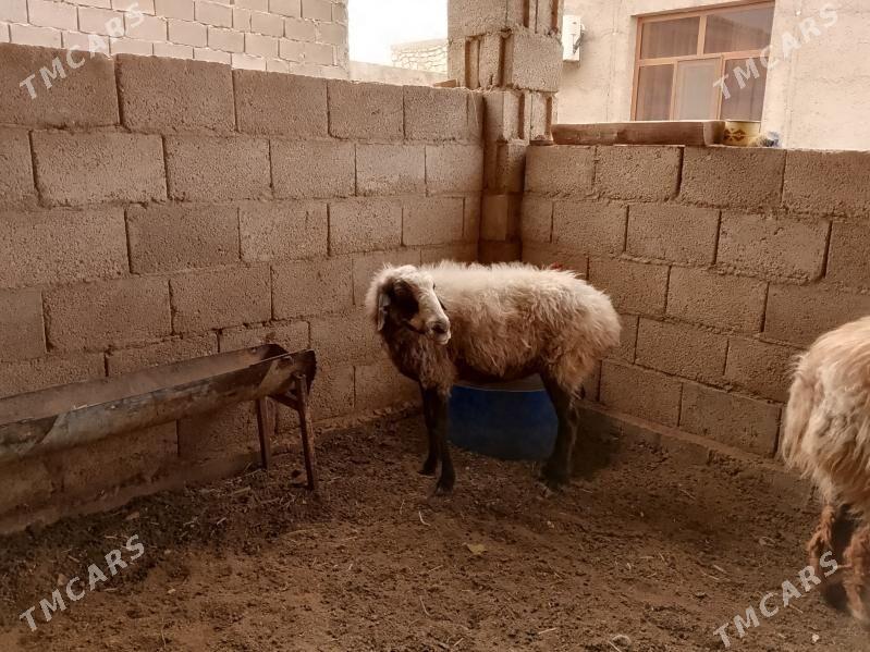 tokly we boğaz goýun - Balkanabat - img 1