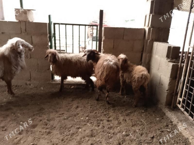 tokly we boğaz goýun - Balkanabat - img 2