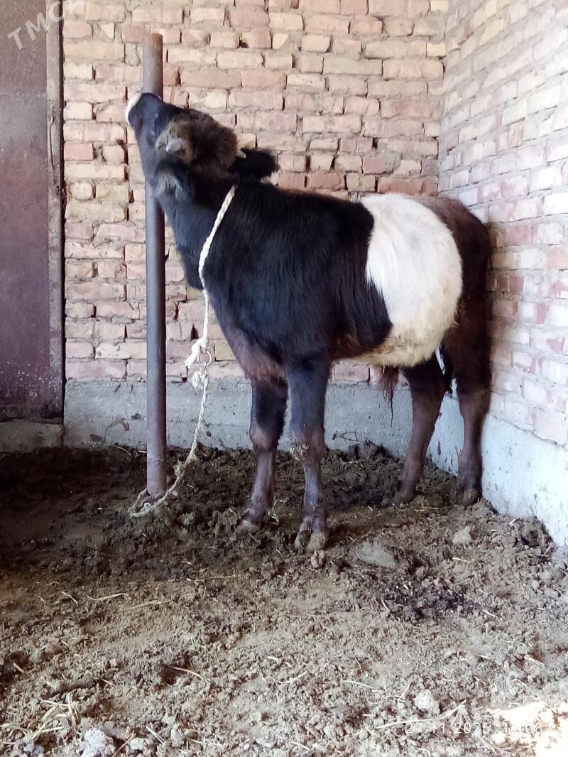 Öküz Gibrit - Gökdepe - img 8