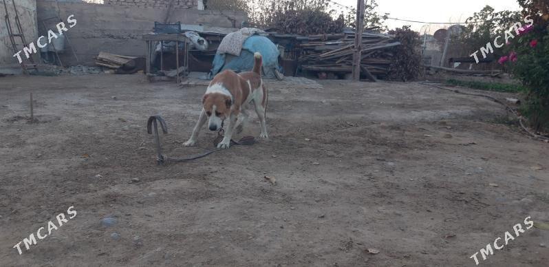 turkmen alabayy - Ak bugdaý etraby - img 6