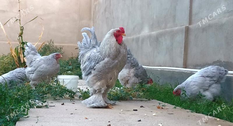 Brama lavanda  - Балканабат - img 2