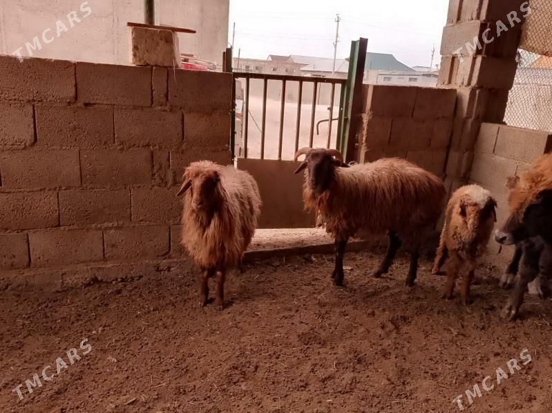 tokly we boğaz goýun - Balkanabat - img 4