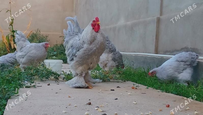 Brama lavanda  - Балканабат - img 3