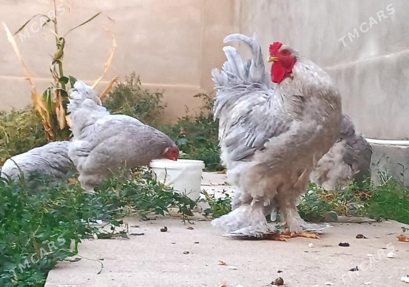 Brama lavanda - Балканабат - img 1