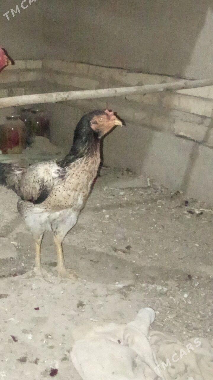 makyan - Дашогуз - img 1