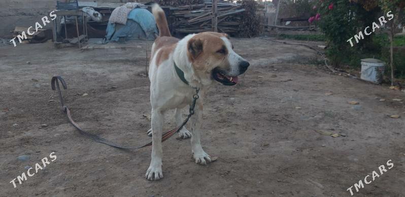 turkmen alabayy - Ak bugdaý etraby - img 5