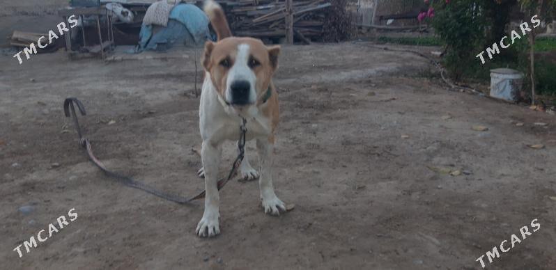 turkmen alabayy - Ak bugdaý etraby - img 4