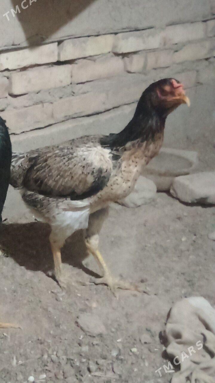 makyan - Дашогуз - img 3