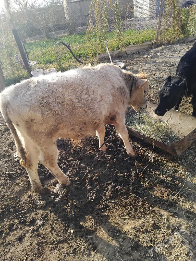 öküz - Мургап - img 1