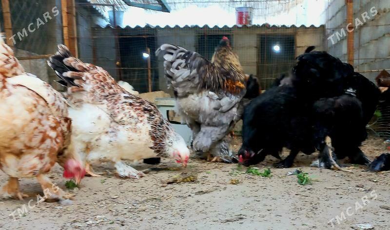 Brama - Балканабат - img 1