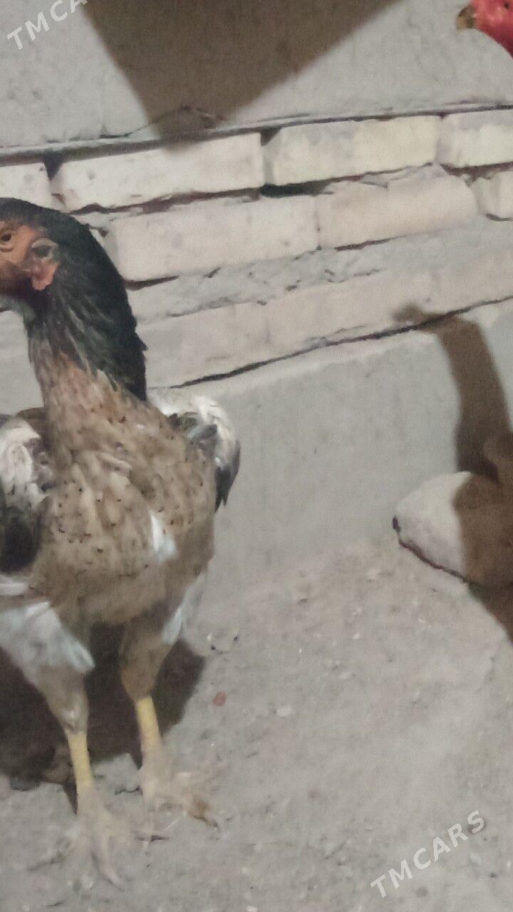 makyan - Дашогуз - img 2