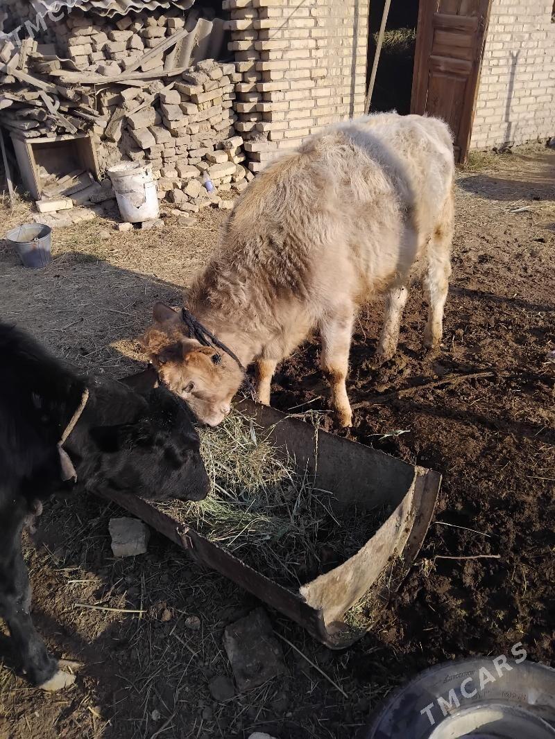 öküz - Мургап - img 2