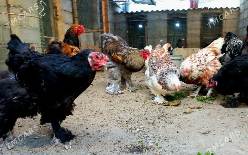 Brama  - Балканабат - img 2