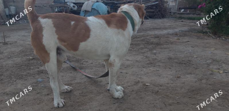 turkmen alabayy - Ak bugdaý etraby - img 3