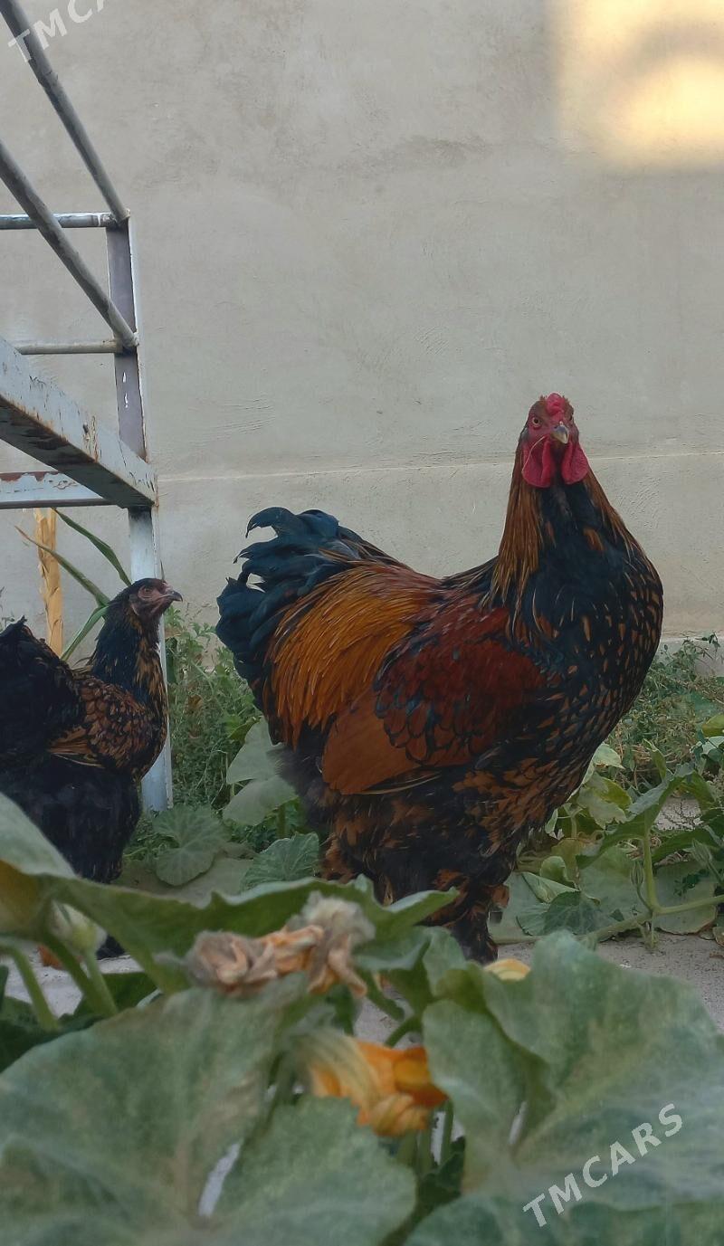 Brama laset - Балканабат - img 1