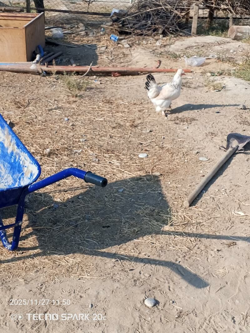 Balgar towuk - Ак-Бугдайский этрап - img 2