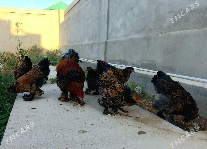 Brama laset - Балканабат - img 2