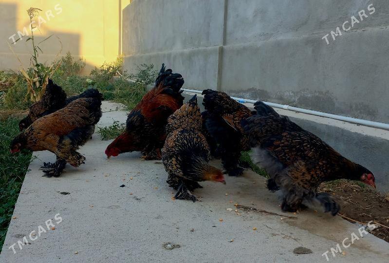 Brama laset - Балканабат - img 3