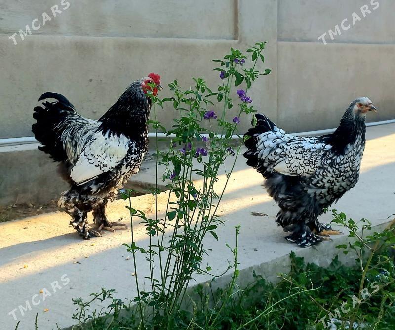 Brama silwer - Балканабат - img 1