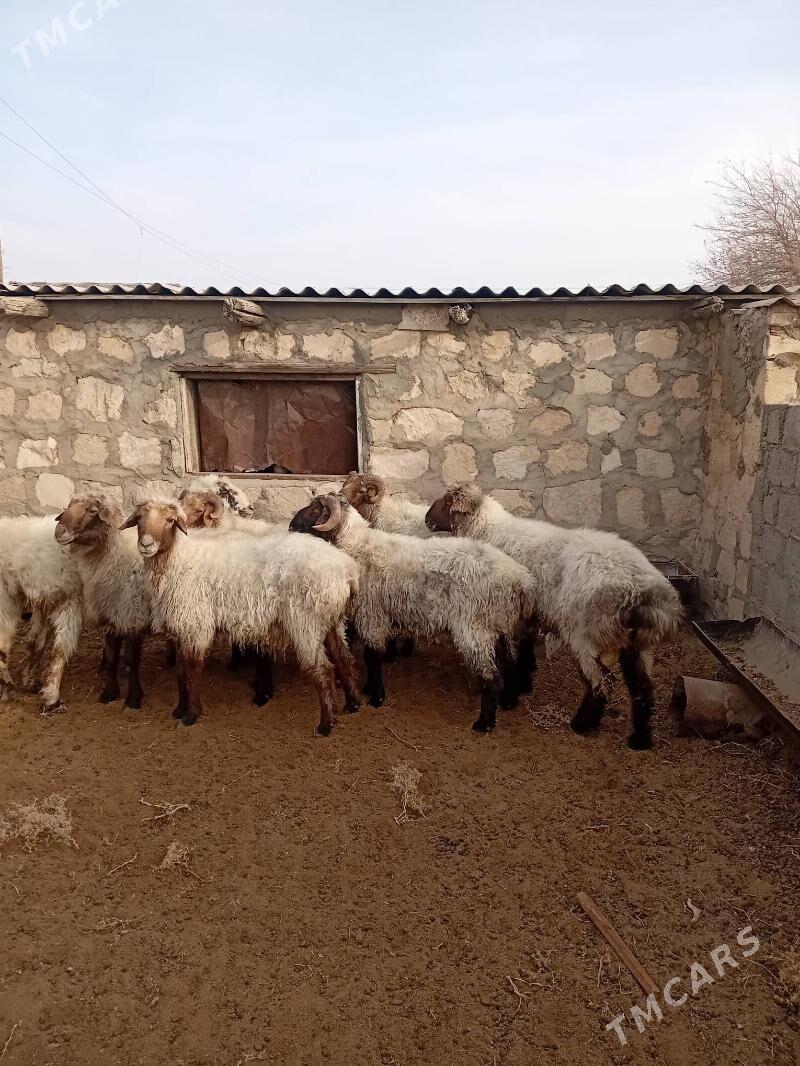 Goç - Türkmenbaşy - img 5