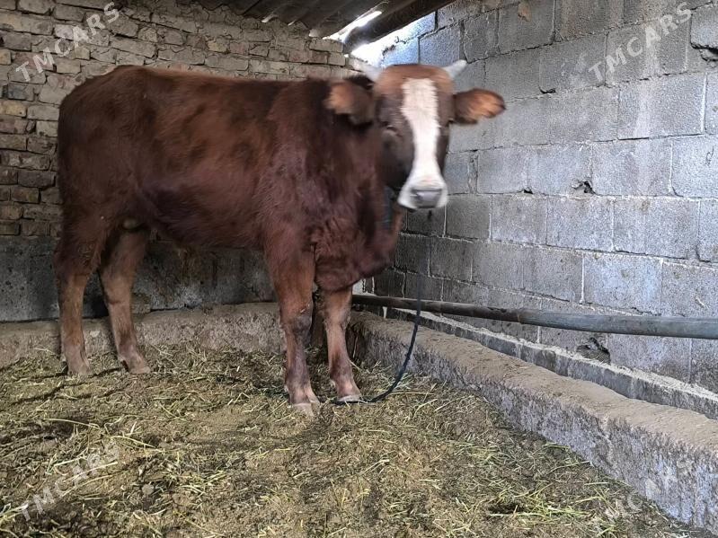 Gibirit öküz - Aşgabat - img 2