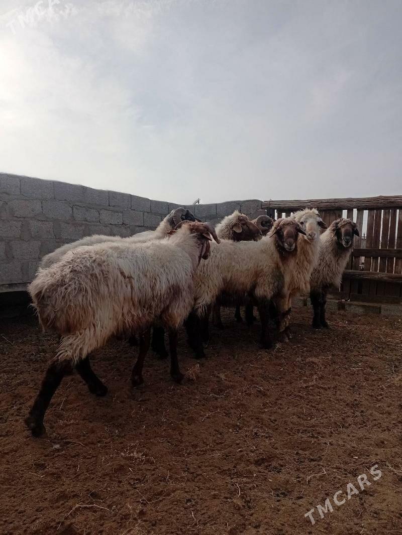 Goç - Türkmenbaşy - img 2