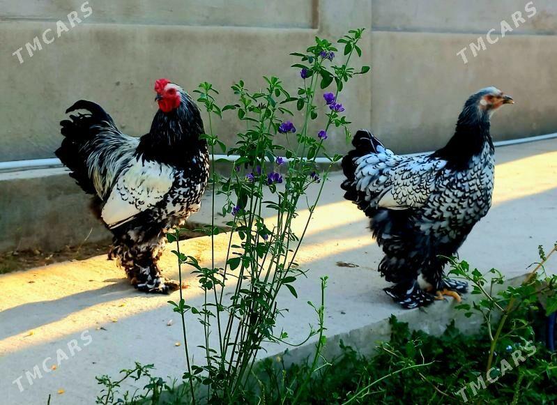 Brama silwer - Балканабат - img 2