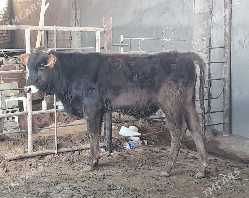 öküz - Гарадамак - img 1